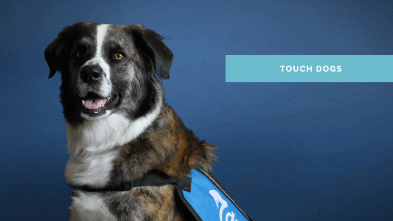 Duo Touch Therapy Dogs